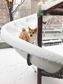 rubyrubyroooo: Having all kinds of fun in the snow! ❄️