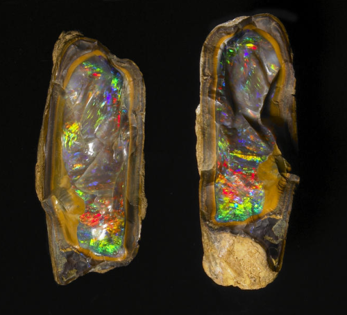  Black Opal in Ironstone Nodule (Yowah Nut) - Evans Lead, Yowah, Queensland, Australia