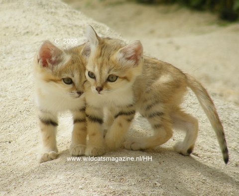 THERES ONLY 116 SAND CATS LEFT ON EARTH