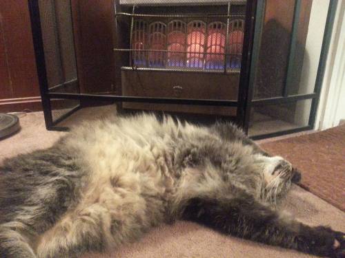 awwww-cute:  If all mankind could enjoy the utter satisfaction of being a cat in front of a heater, there would be no more wars