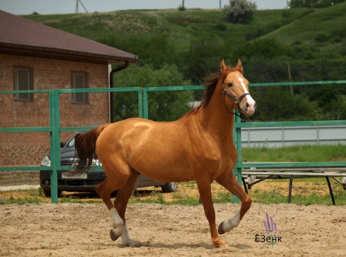 russianhorses:Don Horse stallion Grebok (”A stroke of the oar“)