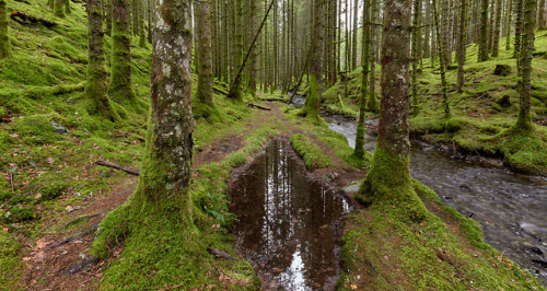 A Overcast Day in The Forest Reflections in a puddle on a overcast day in the forest.