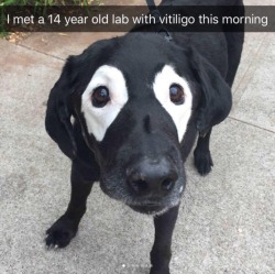 babyanimalgifs:  Dog snaps (#1 @white_eyed_rowdy)