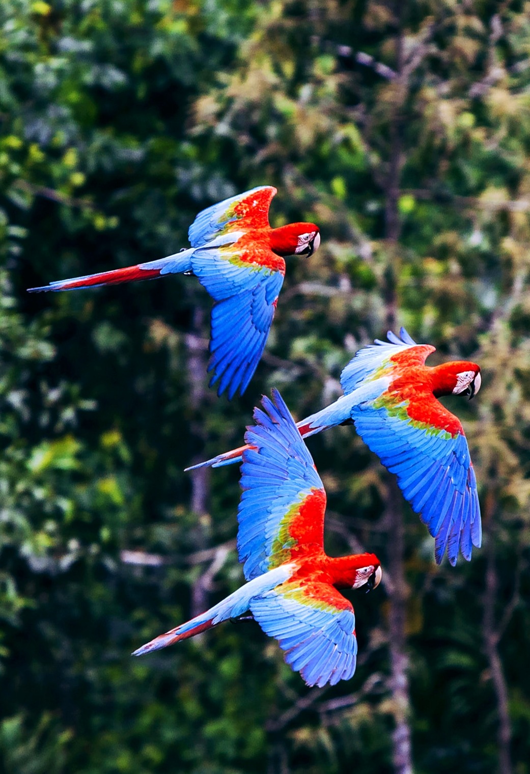 Scarlet Macaws Explore Tumblr Posts And Blogs Tumgir