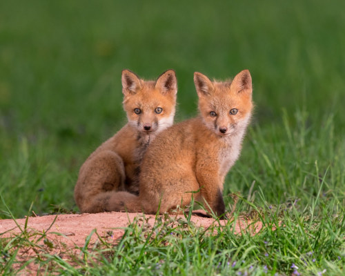 The Twins by Jerry_a Red Fox Kits pose for the camera on their den. flic.kr/p/2iRYfkk