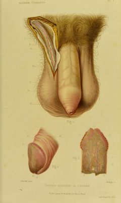   Plate I. Men’s external organs. _Histoire