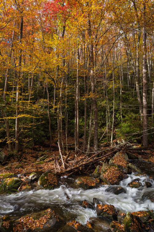 foresity:Fall (by Brian Hammonds)