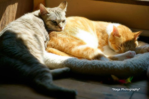 naga-from-ihatov:ぐっにゃいショコラ&amp;しま#保護猫 #catsofinstagram #cat #猫部 #猫 #ねこ #ねこ部 #neko #kitty #猫カフェ#T