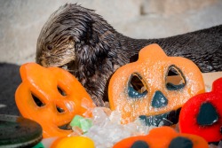 montereybayaquarium:    How many licks to the center of an ice enrichment? Don’t ask sea otters! They cut straight to the chase, cracking open the ice to get to the tasty treats inside. Something to consider later on tonight…    Our sea otter aquarists