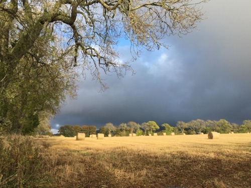 autumn fields, skies, pupper, Scotland