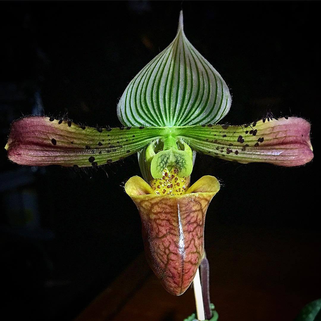 youcanleadahorticulture:  Paph. Venus Aglow - Still looking good, 7 weeks after blooming.