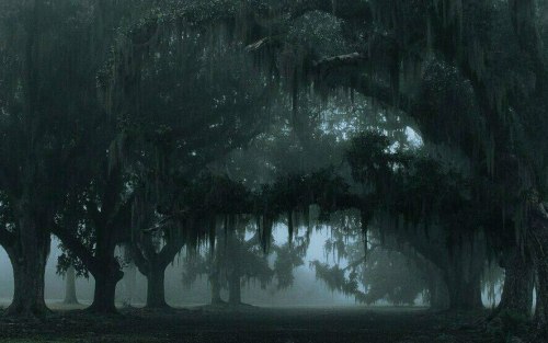 Fangorn Forest