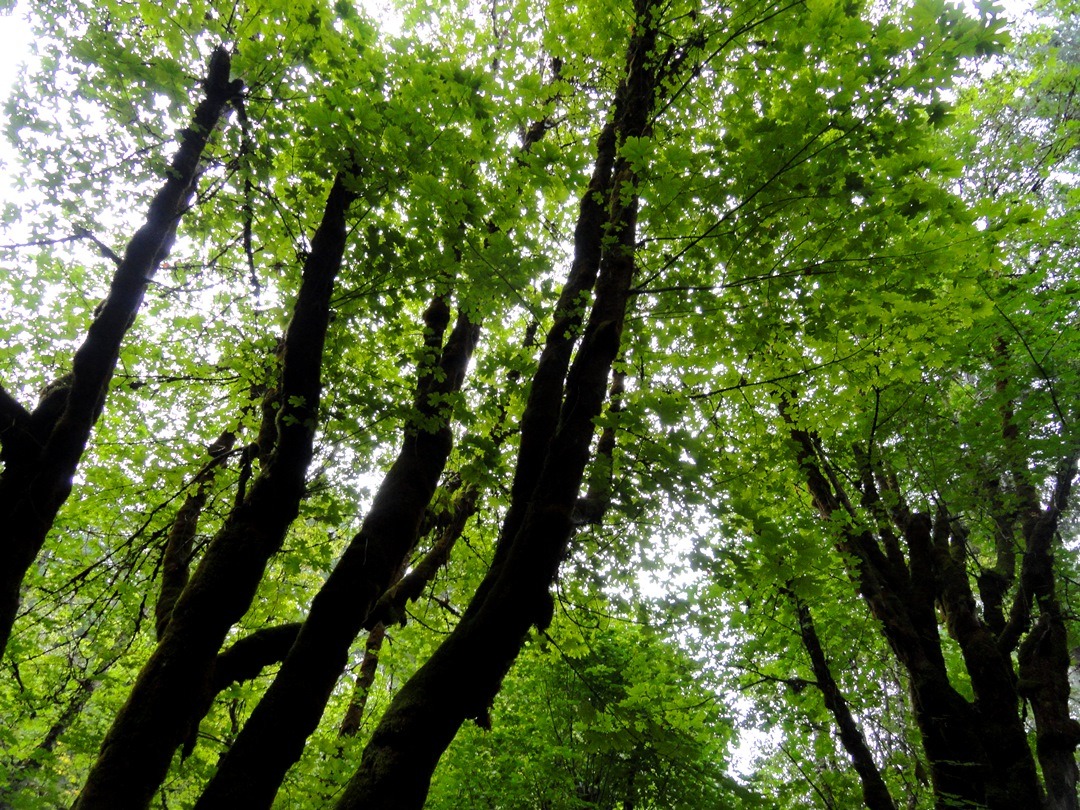 earthen-empress:  wyeasttokaala: Toketee Falls Trail Along Umpqua Highway (OR-138)