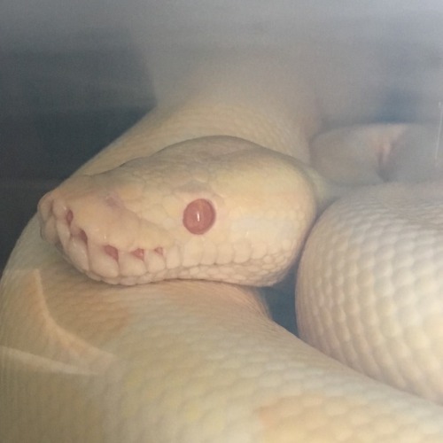 the-devils-beast: So…I wanted to post up these gorgeous creatures. 5/6 of the snakes are pict