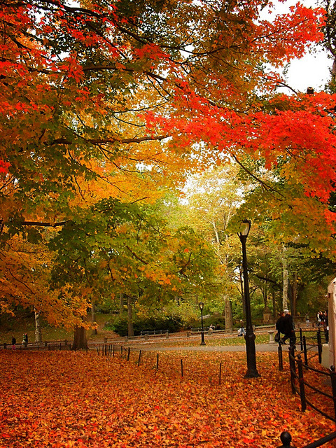 digimikko:  djferreira224:  Central Park, New York City 438 by Vivienne Gucwa on Flickr.  Via digimikko. For more followers, click TumblrFamous.