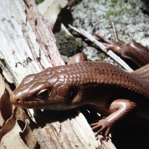 native of Fraser Island