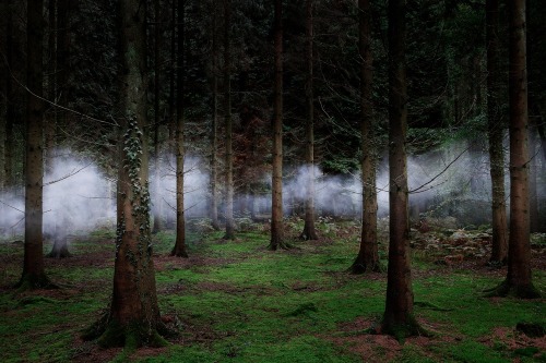 thekhooll:Between the Trees Ellie DaviesWhat is a forest?  Is it the trees or the space that exists 