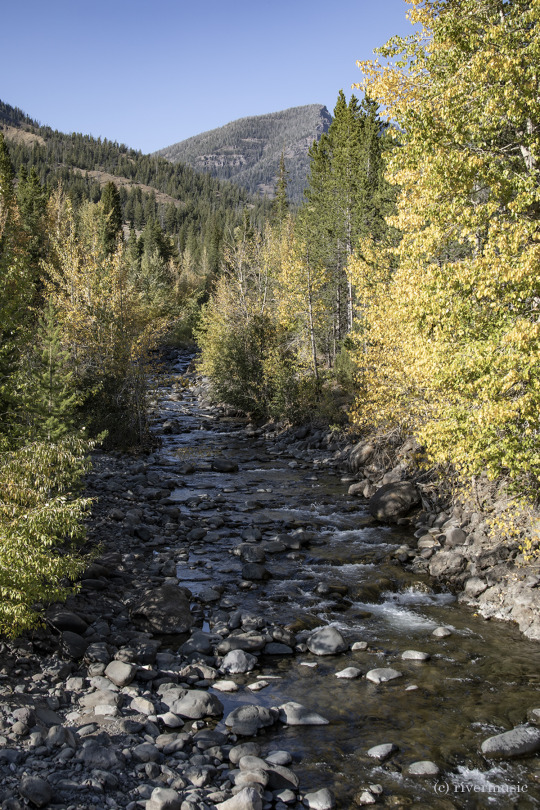 Autumn arrives in the Mountains, Shoshone National Forest: (c) riverwindphotography, September 2020