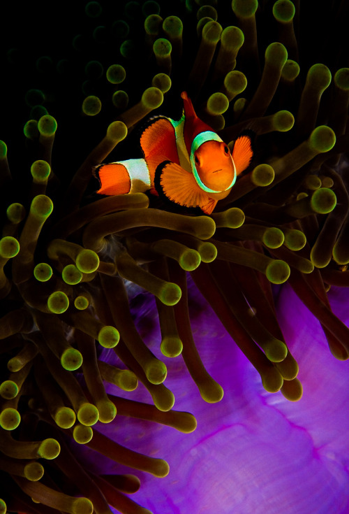 AnemonefishTaken at Coral Gardens, Hoga Island, Wakatobi, Indonesia by Dan Exton
