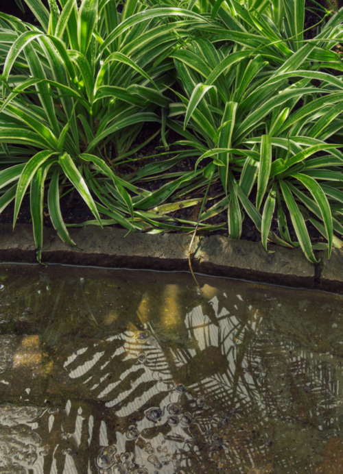 kenmarten:Neon Jungle - National Botanical Garden of Wales