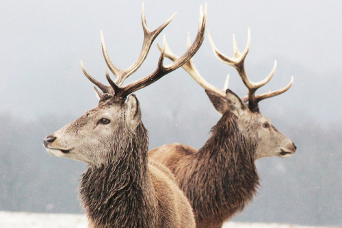 Porn winterfellis:  Stags in the snow by JoshHamUK photos