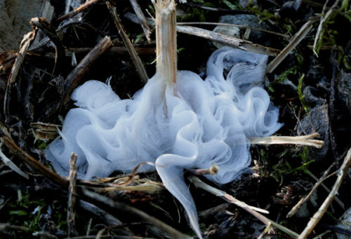 littlekiwifrog: Something cool I learned about a while ago for sixpenceee since she requested more sciencey things in her tag! Frost Flowers A product of wind, plants, and the perfect weather conditions, frost flowers are delicate formations of wispy