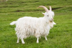 babygoatsandfriends:  Important signal boost-Help save the icelandic goat from extinction