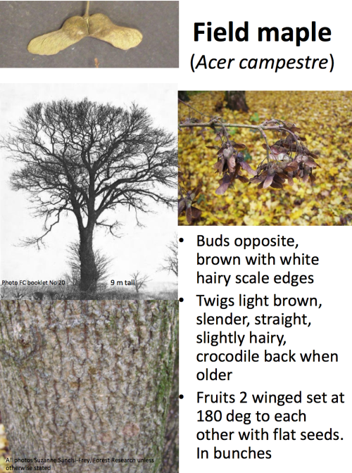 theleafguy: Tree Identification Guide Part 1 From “Identifying Broadleaved Trees in Winte