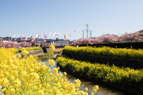 2019.3.9 田原市 菜の花まつり～ 免々田川 菜の花･桜まつり