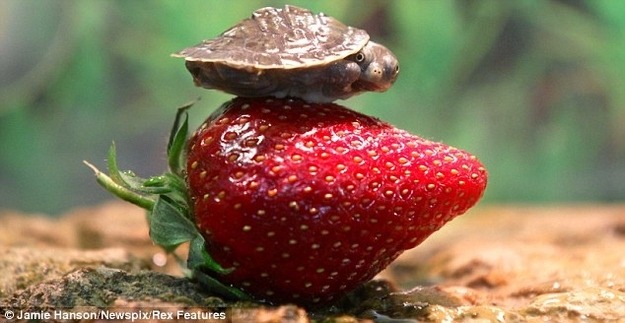animalkingd0m:  Baby Turtles Vs. Strawberries by Jamie Hanson Squirtle and Myrtle
