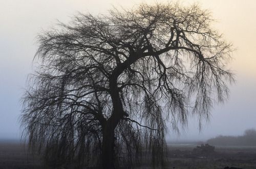 Foggy Silhouette by ajblake05 on Flickr.