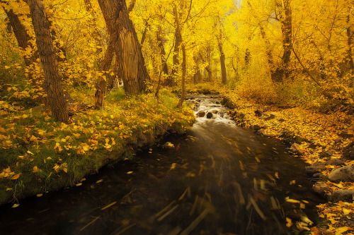 te5seract:California Gold,Magnificent McGee Creek &Golden CanopybyNirav T.Lothlorien