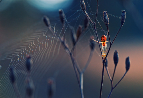 strangebiology:  The Society of Biology announced the winners of its annual photo contest, including these photos: A Shelter Designed by Nature, by Robert CabagnotMeal Time, by Boris BarathLife and Environment, by Dimple PancholiSpider like from another