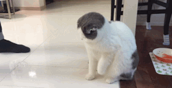donedogeit: kitty so soft the bubbles don’t