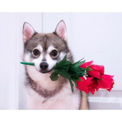 Will you be my Valentine? I hope it’s not too late! @kobikleekai
