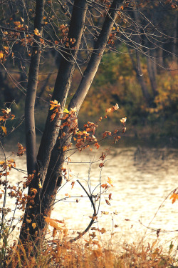 rwannphotos:  More of them trees by the water.