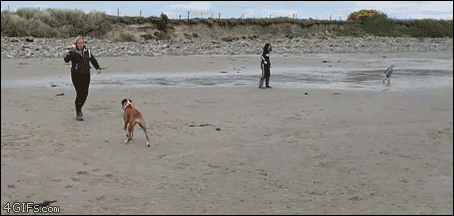 Dog gives up during fetch