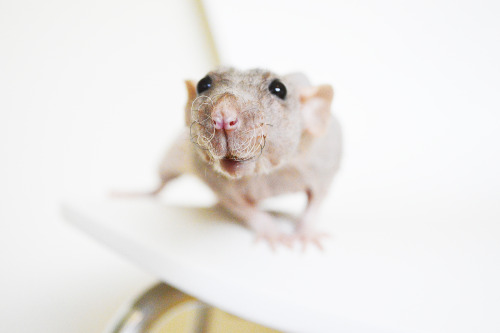 naked rat