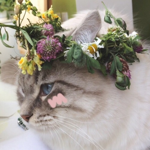 tinyhappykoala:  🌿 I finally made my kitten wear a flower crown 🌸