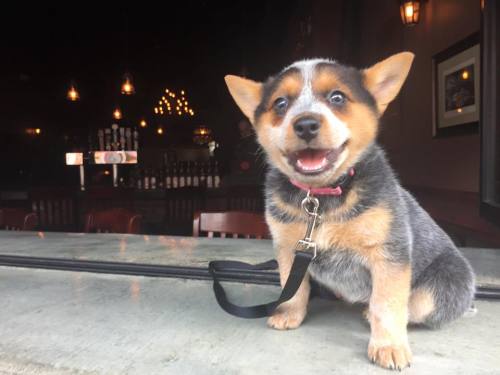 awwww-cute:  I think Scout likes going to the bar with me (Source: http://ift.tt/1GPpkOW)