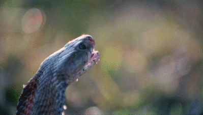 chalkandwater:Sir David Attenborough demonstrates the accuracy of the Mozambique Spitting Cobra’s ve