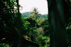 zakvdboom:  Samui Jungles.