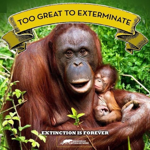 Save the great red ape!  #RainforestActionNetwork #RAN #Orangutan #PalmOil #ConflictPalmOil