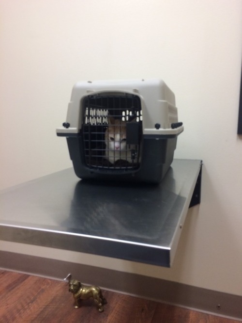 So this is a blurry picture of a very grumpy Pat in her carrier, waiting to be seen by the vet. The 