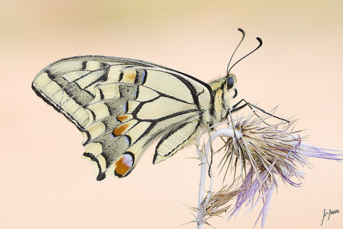 Papilion Machaon by Manuel Navarro Mena on Flickr.