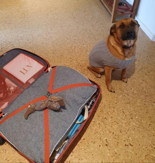 petkota:Bonnie put her favourite toy on my packed suitcase… oh man, the feels