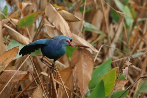 Purple swamphen, Green Cay Nature Center - Delray Beach, FL