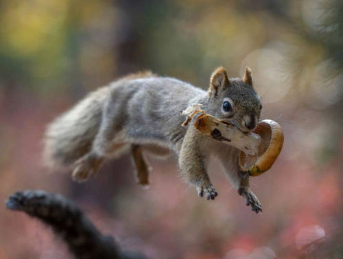 voiceofnature:Squirrels love mushrooms too! By Michael Quinton