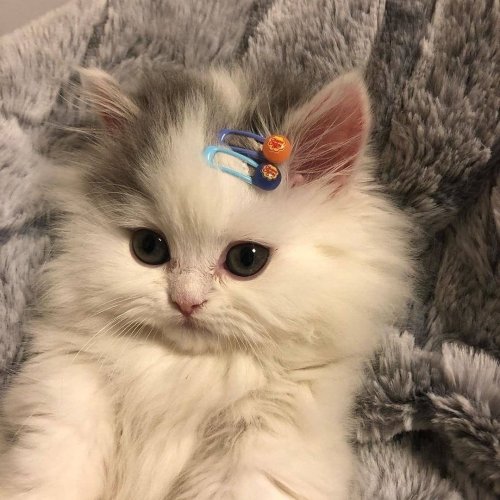Cute Kittens..