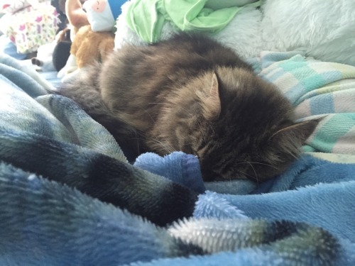 purricanes:Sleepy baby Piper